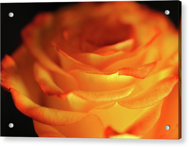Orange Rose Close Up - Acrylic Print