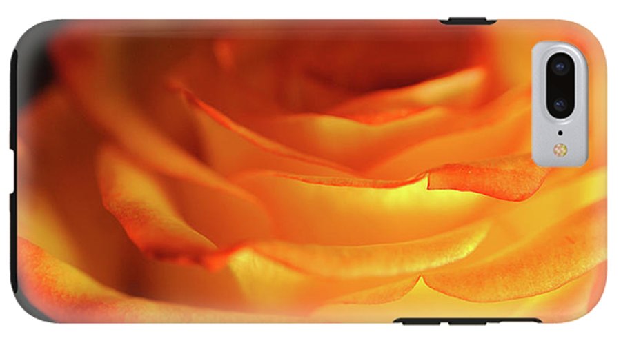 Orange Rose Close Up - Phone Case