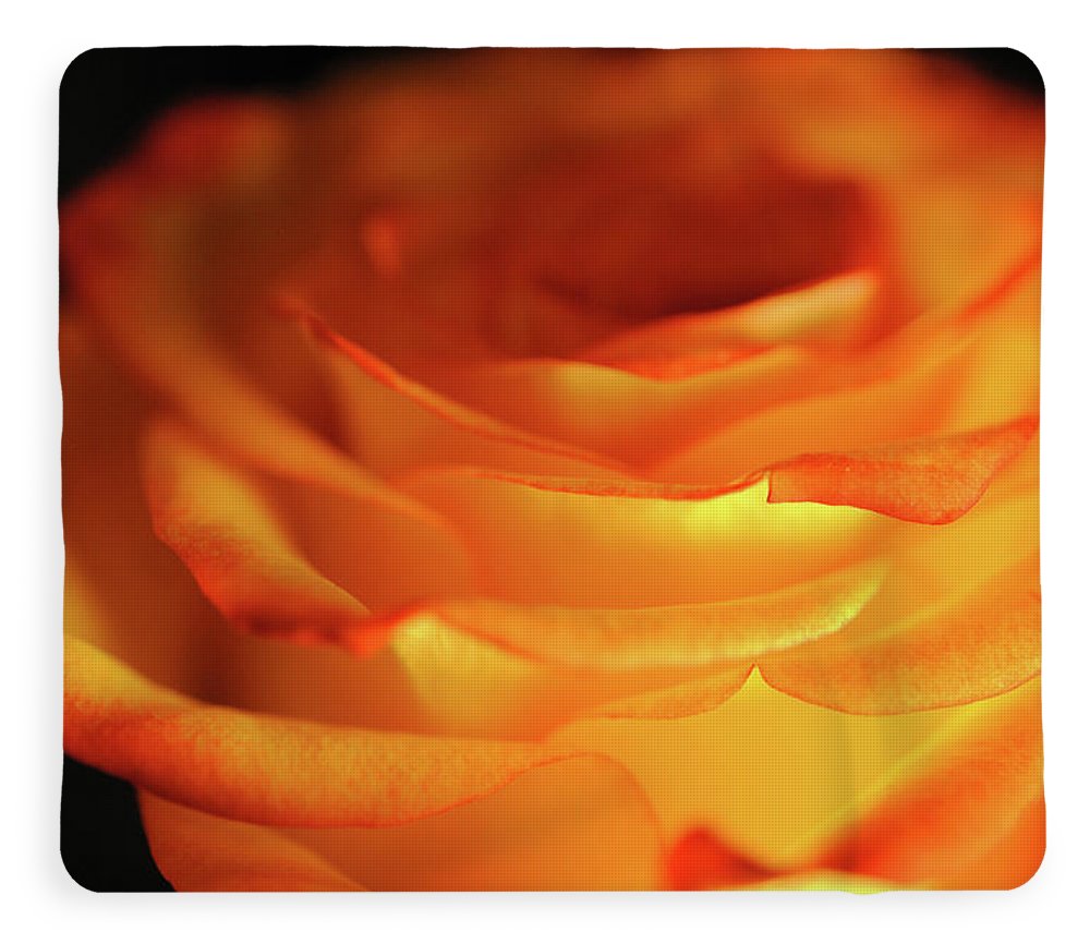 Orange Rose Close Up - Blanket