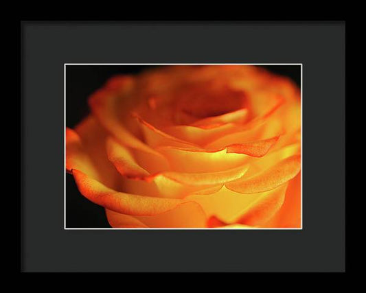 Orange Rose Close Up - Framed Print