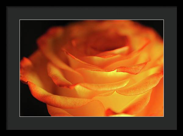 Orange Rose Close Up - Framed Print