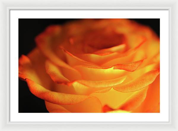 Orange Rose Close Up - Framed Print