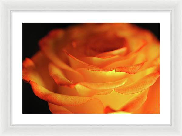 Orange Rose Close Up - Framed Print