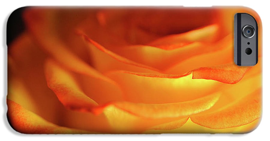 Orange Rose Close Up - Phone Case