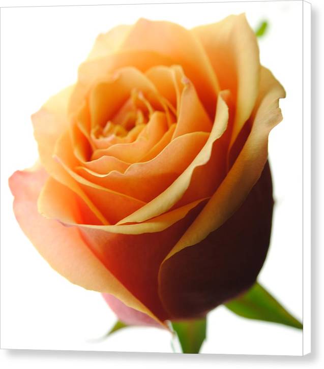 Orange Rose On White - Canvas Print