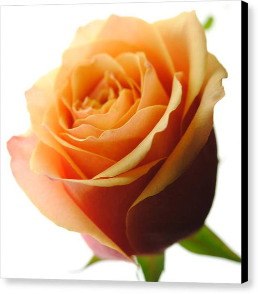 Orange Rose On White - Canvas Print