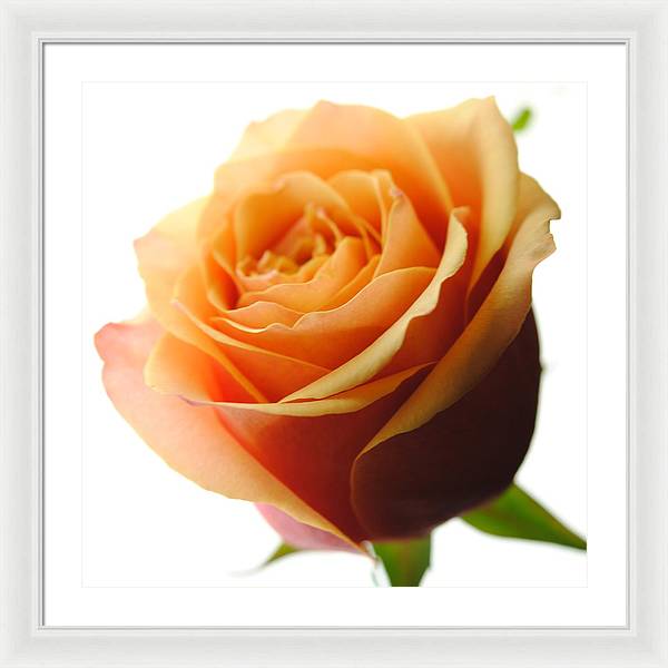 Orange Rose On White - Framed Print