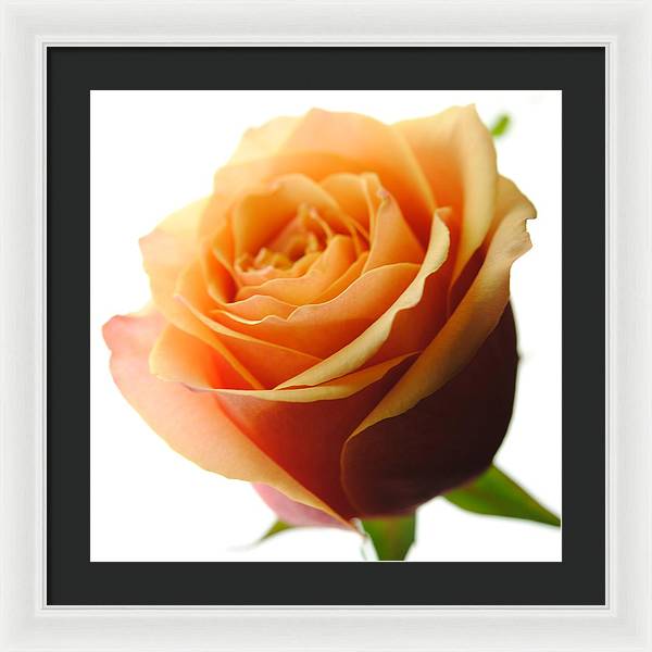 Orange Rose On White - Framed Print