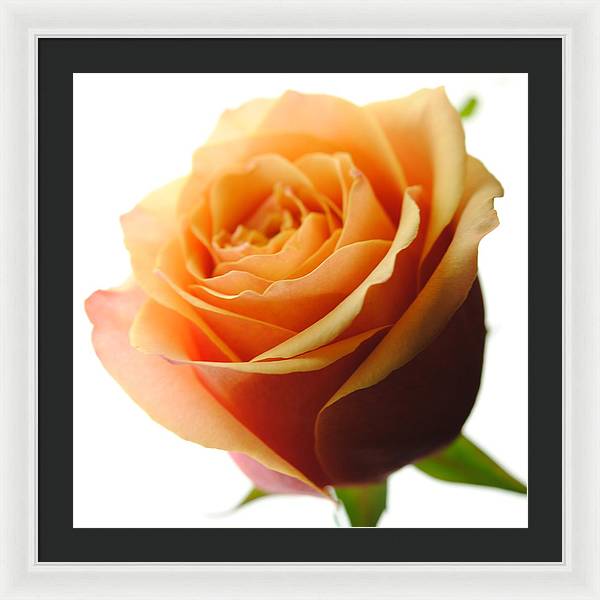 Orange Rose On White - Framed Print