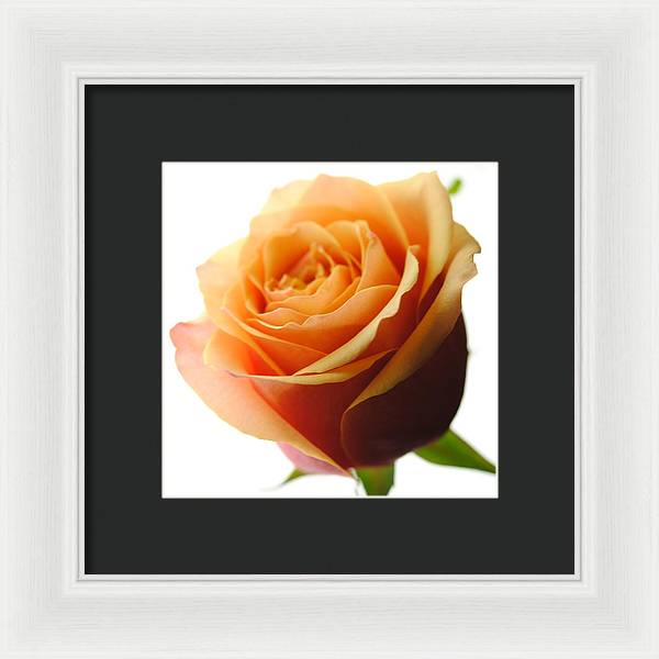 Orange Rose On White - Framed Print