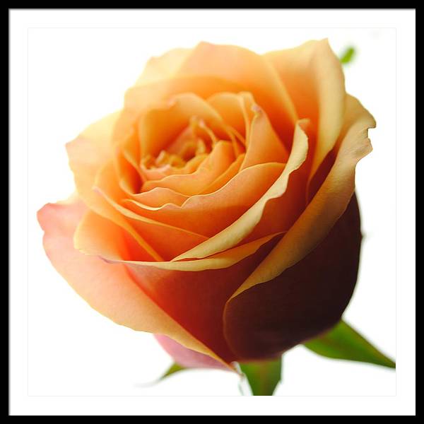 Orange Rose On White - Framed Print