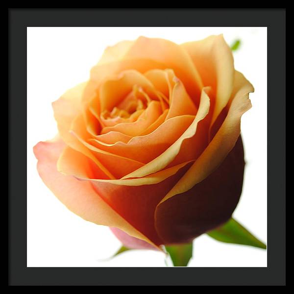 Orange Rose On White - Framed Print