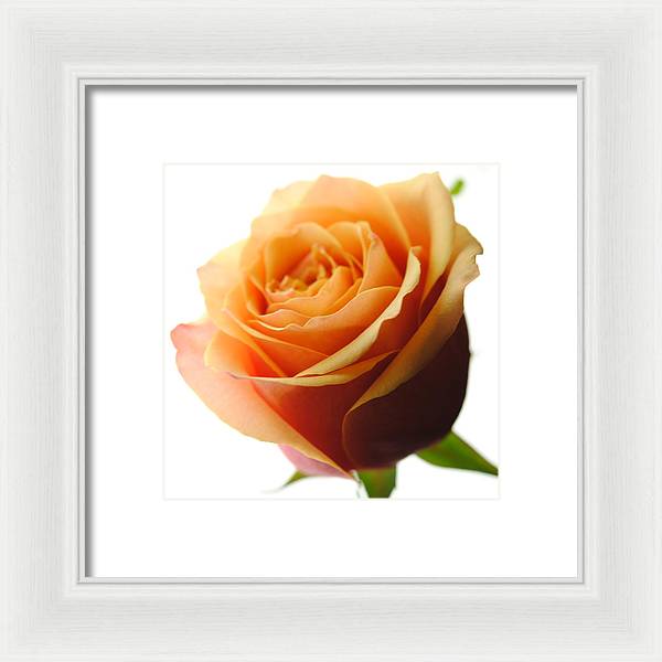 Orange Rose On White - Framed Print