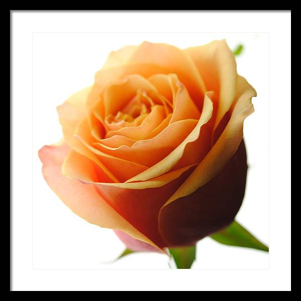 Orange Rose On White - Framed Print