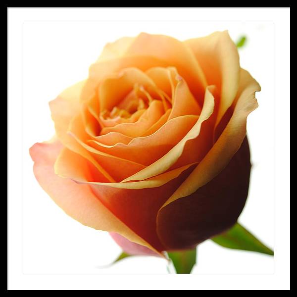 Orange Rose On White - Framed Print