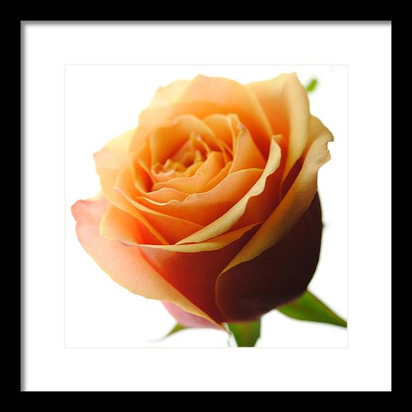Orange Rose On White - Framed Print