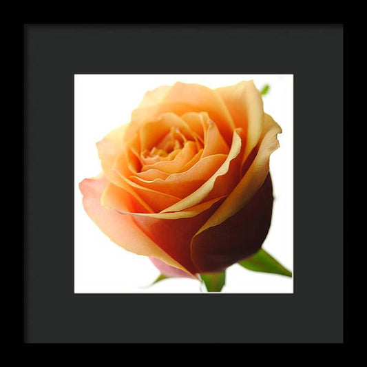 Orange Rose On White - Framed Print