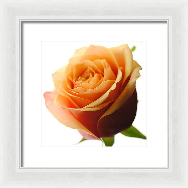 Orange Rose On White - Framed Print