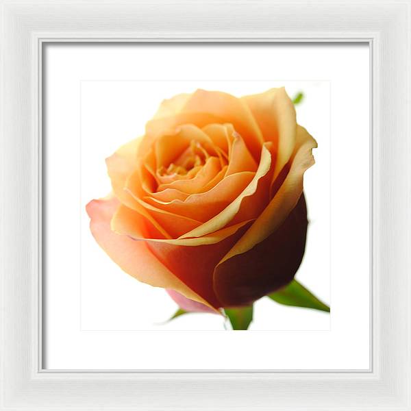 Orange Rose On White - Framed Print