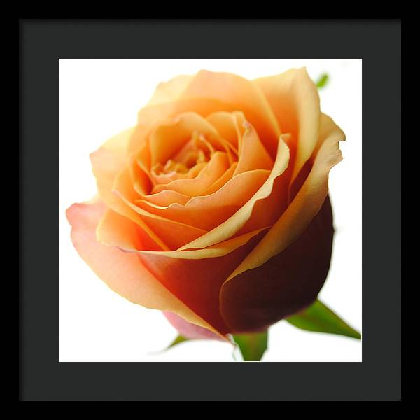 Orange Rose On White - Framed Print