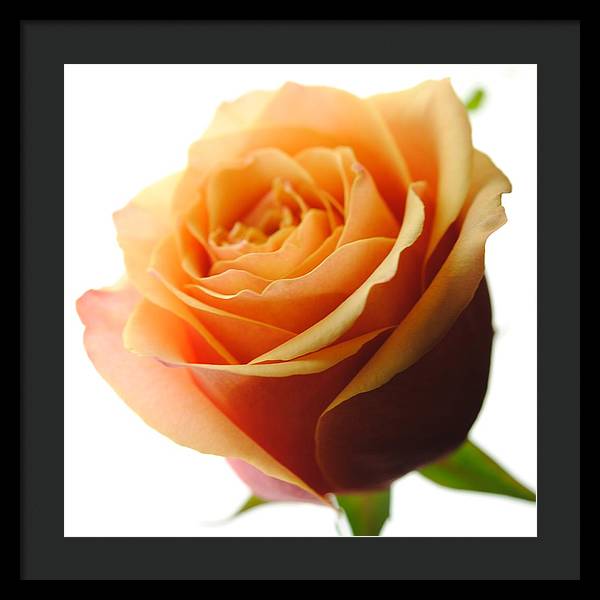 Orange Rose On White - Framed Print