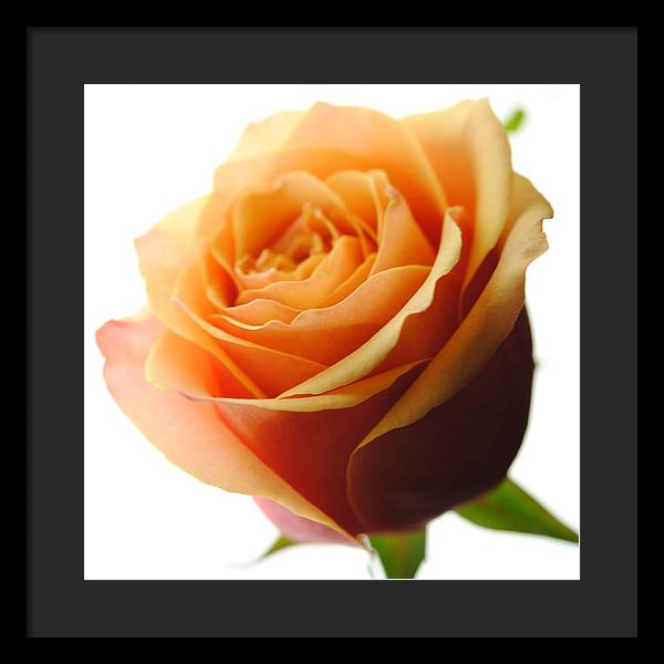 Orange Rose On White - Framed Print
