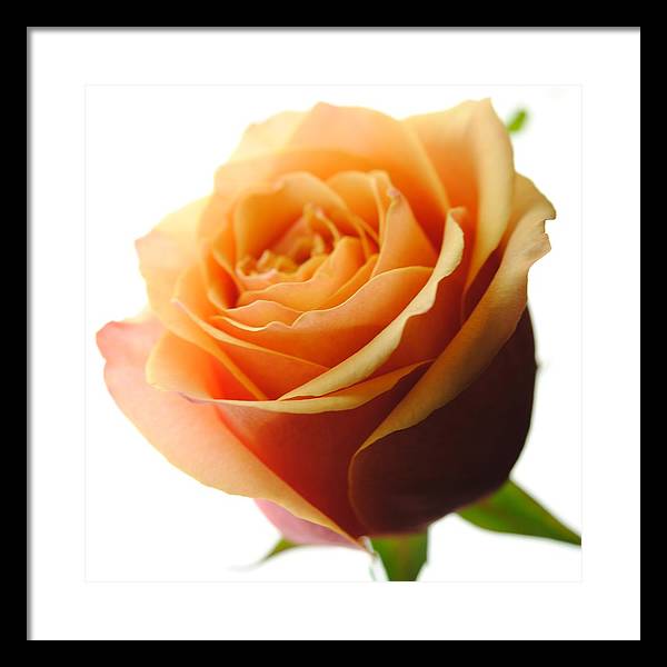 Orange Rose On White - Framed Print