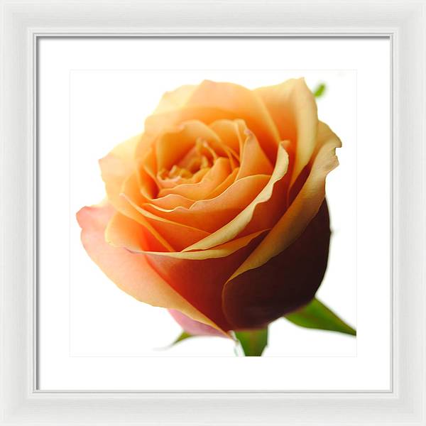 Orange Rose On White - Framed Print