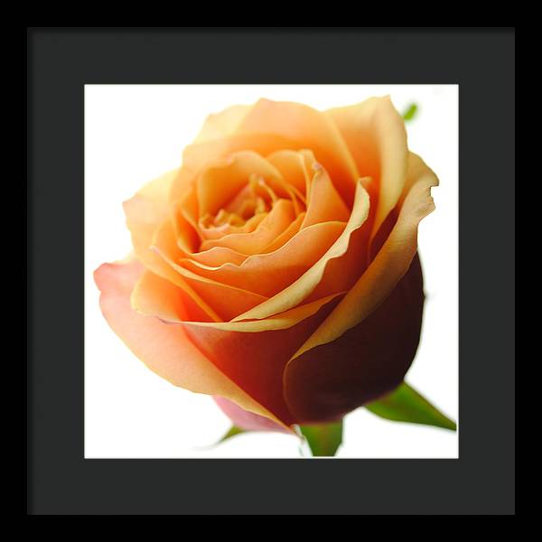 Orange Rose On White - Framed Print