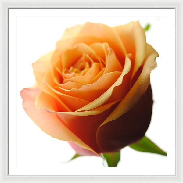 Orange Rose On White - Framed Print
