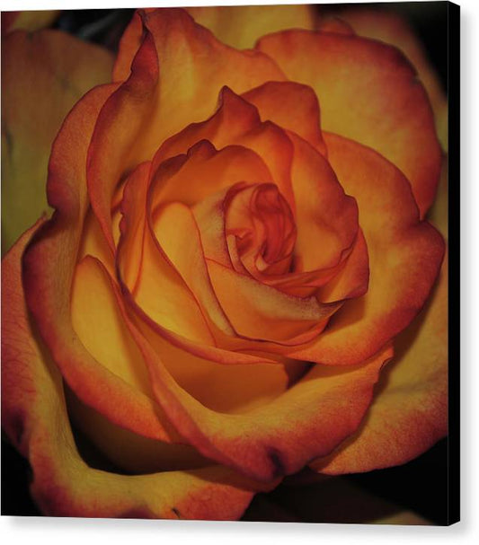 Orange Rose Portrait - Canvas Print