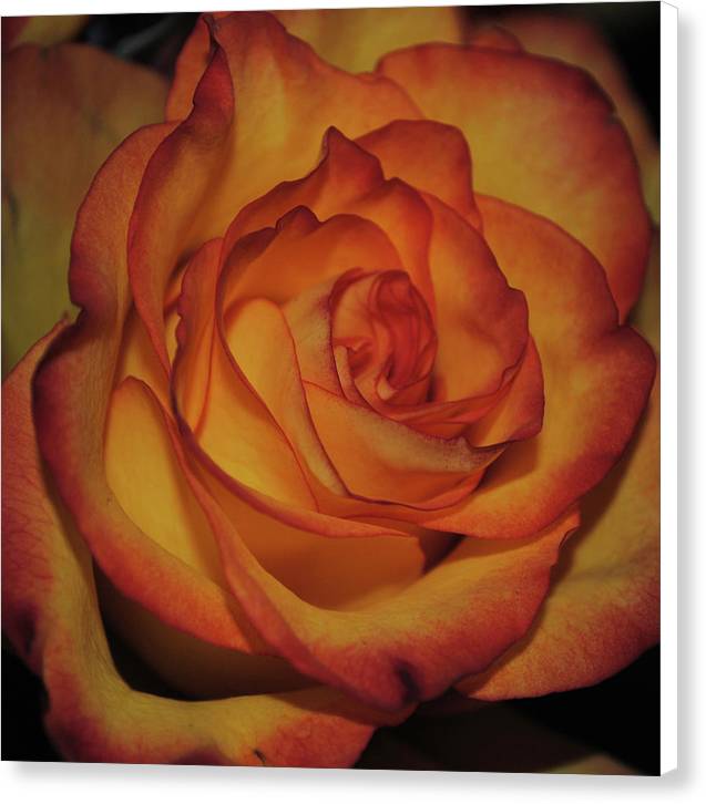 Orange Rose Portrait - Canvas Print