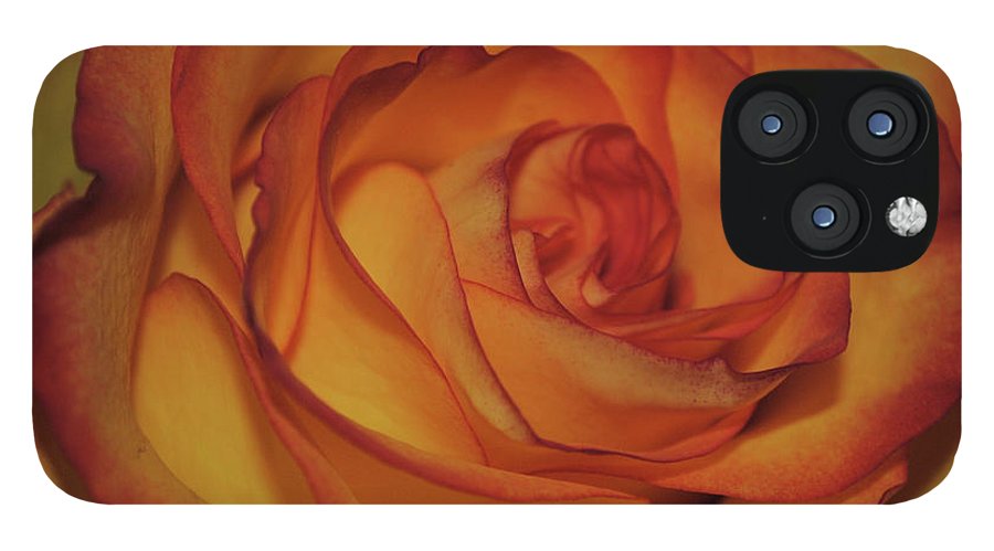 Orange Rose Portrait - Phone Case