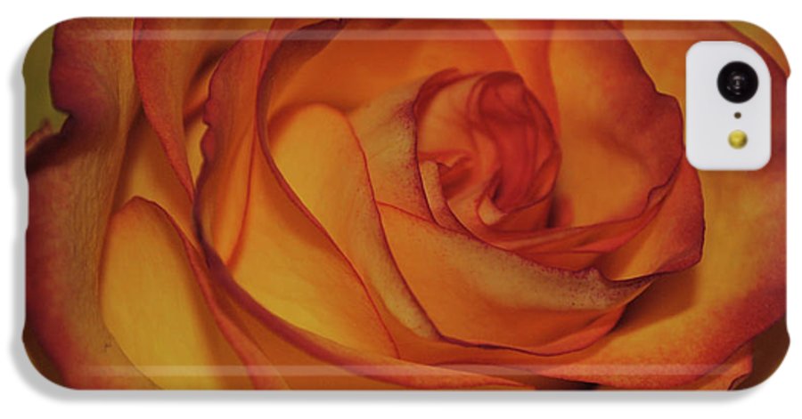 Orange Rose Portrait - Phone Case