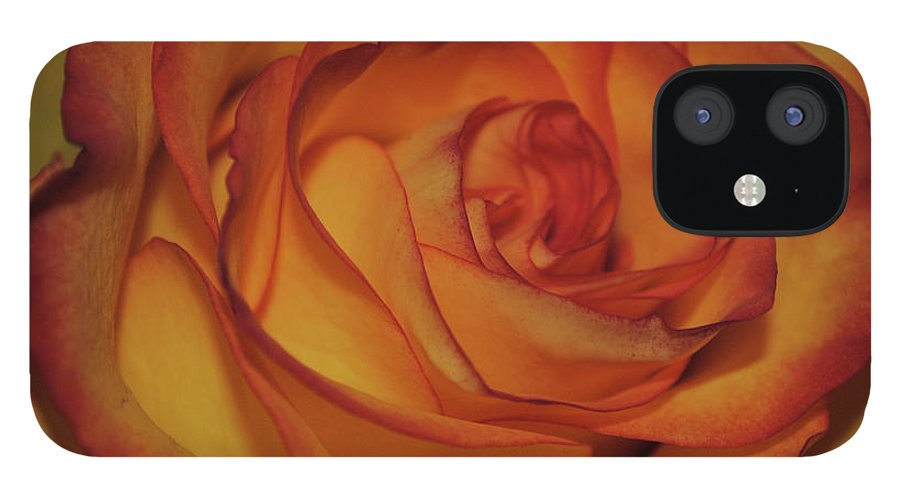 Orange Rose Portrait - Phone Case
