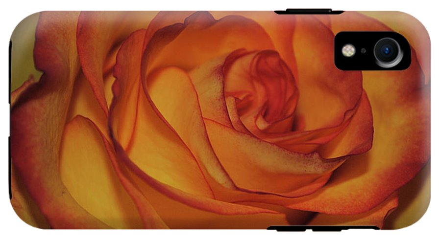Orange Rose Portrait - Phone Case