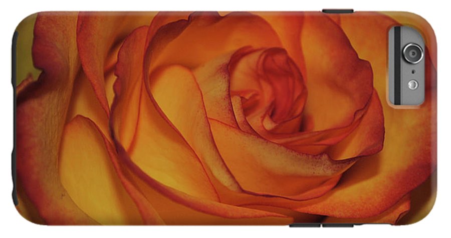 Orange Rose Portrait - Phone Case