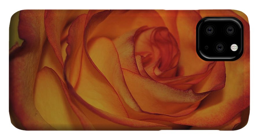 Orange Rose Portrait - Phone Case