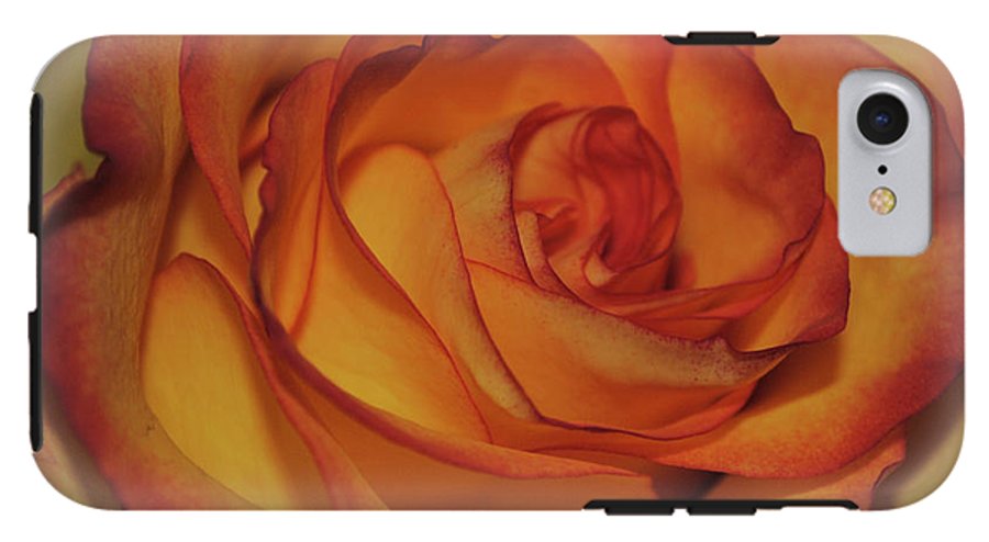 Orange Rose Portrait - Phone Case