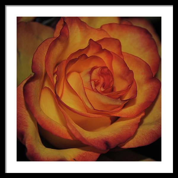Orange Rose Portrait - Framed Print