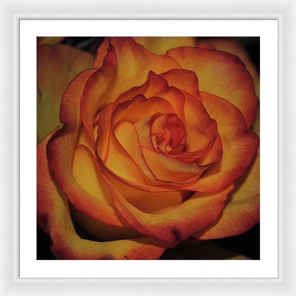 Orange Rose Portrait - Framed Print