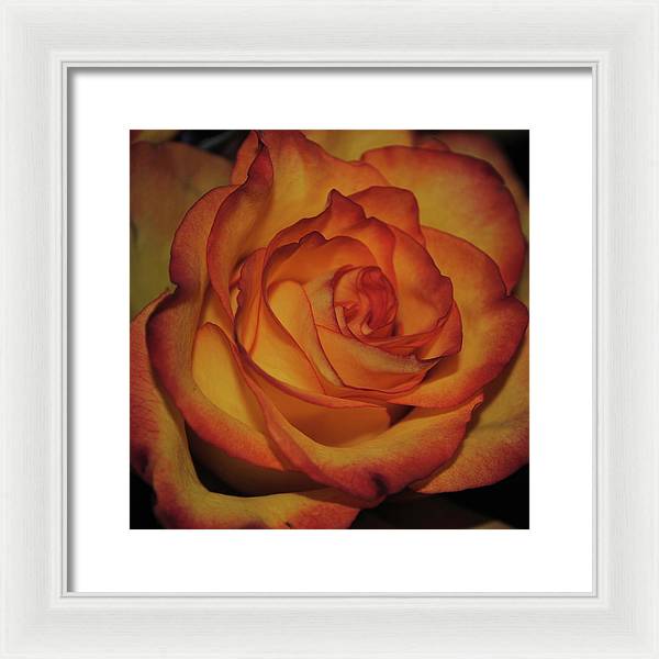 Orange Rose Portrait - Framed Print