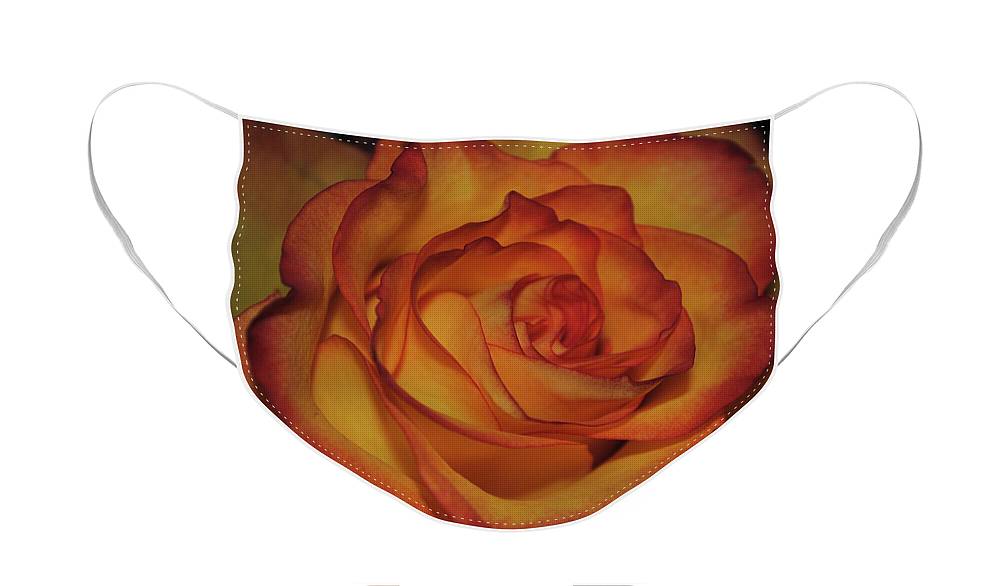 Orange Rose Portrait - Face Mask