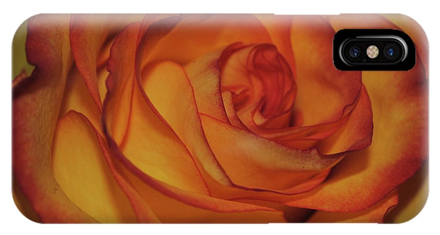 Orange Rose Portrait - Phone Case