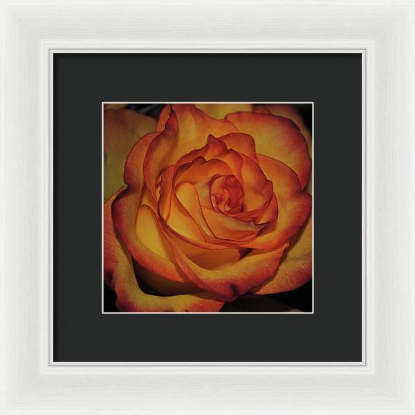 Orange Rose Portrait - Framed Print