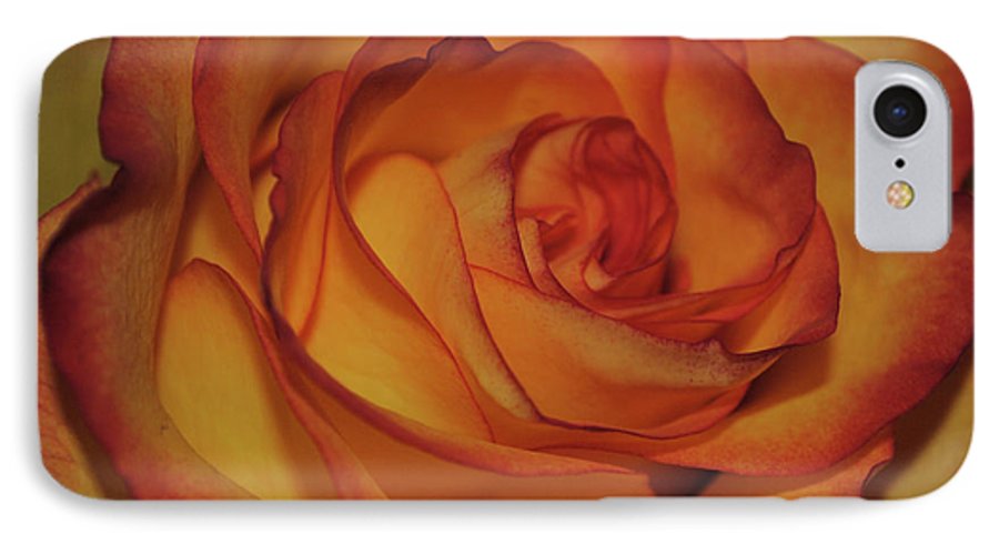 Orange Rose Portrait - Phone Case