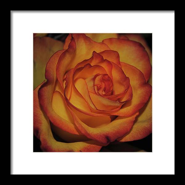 Orange Rose Portrait - Framed Print