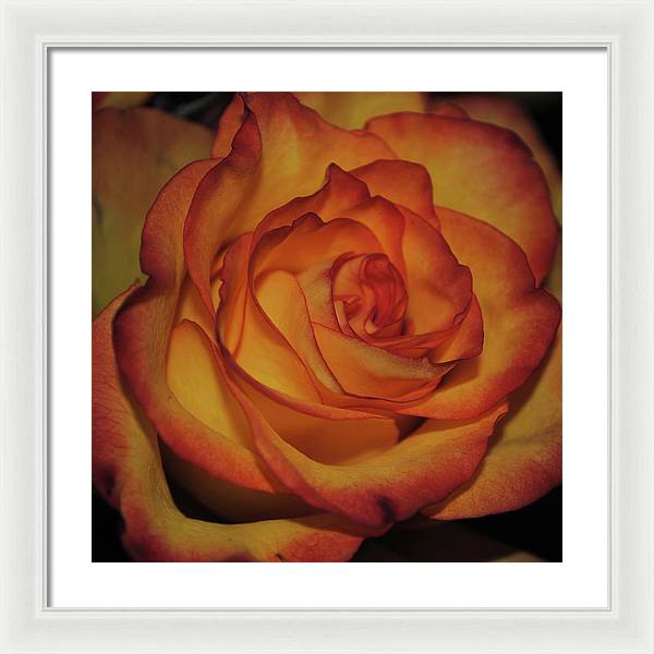 Orange Rose Portrait - Framed Print