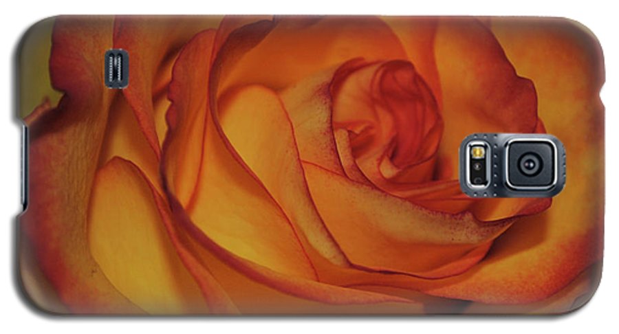 Orange Rose Portrait - Phone Case