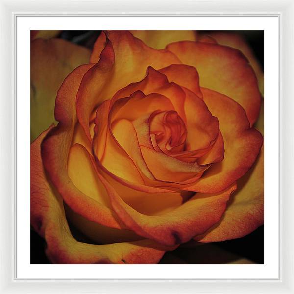 Orange Rose Portrait - Framed Print